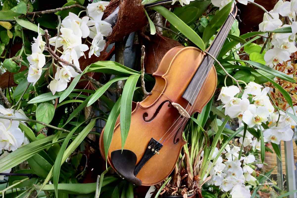 A violin resting among flowers